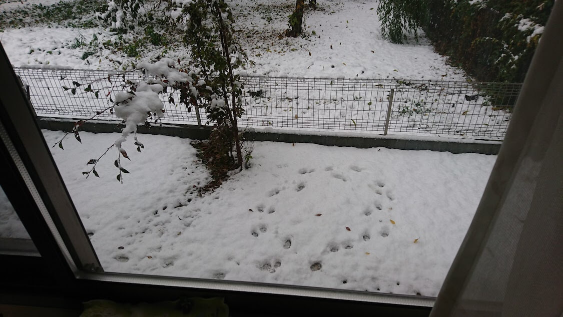 f:id:sumomomomoko:20211231170955j:plain