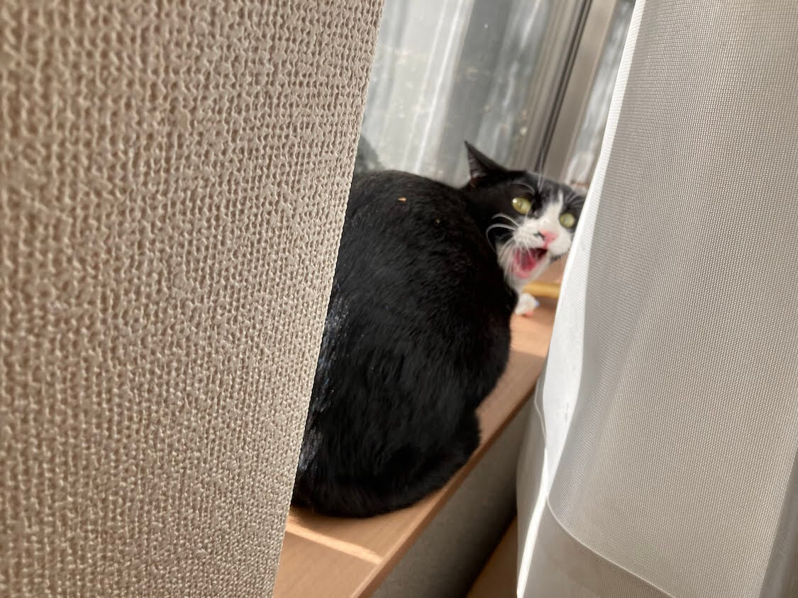 f:id:sumomomomoko:20220103224748j:plain