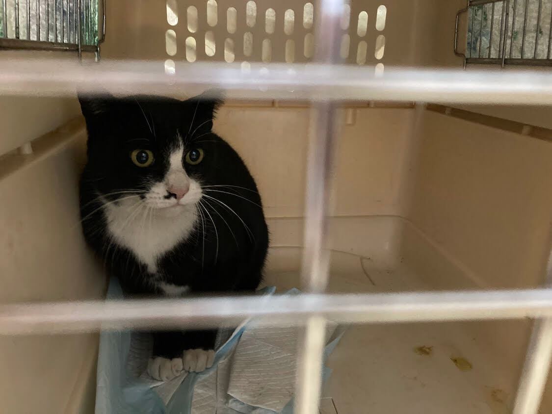 f:id:sumomomomoko:20220103224810j:plain