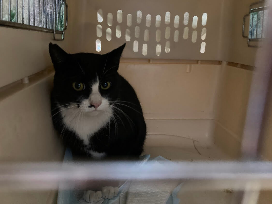 f:id:sumomomomoko:20220103224813j:plain