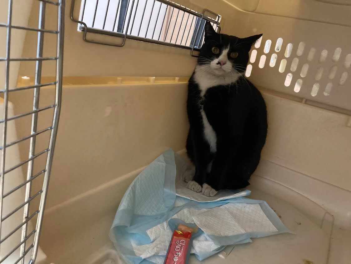 f:id:sumomomomoko:20220103224818j:plain