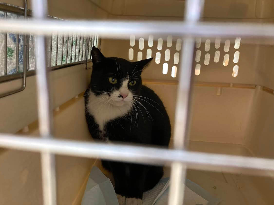 f:id:sumomomomoko:20220103224824j:plain