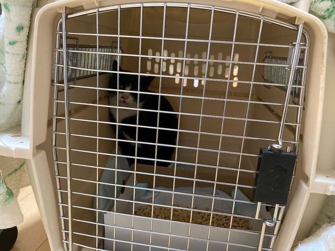 f:id:sumomomomoko:20220103224827j:plain