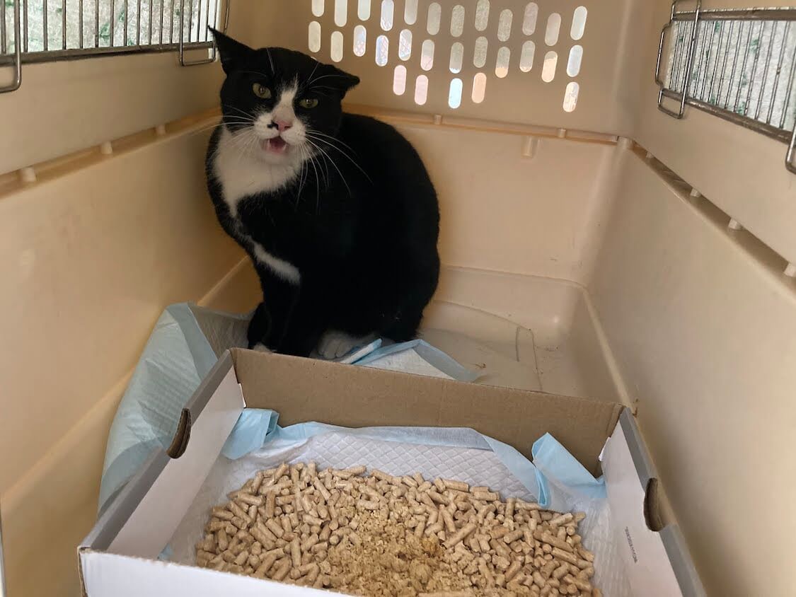 f:id:sumomomomoko:20220103224832j:plain