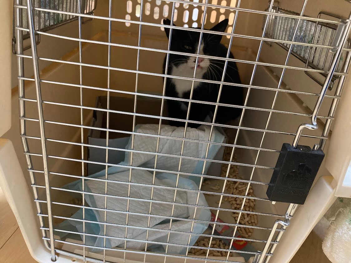 f:id:sumomomomoko:20220103224834j:plain