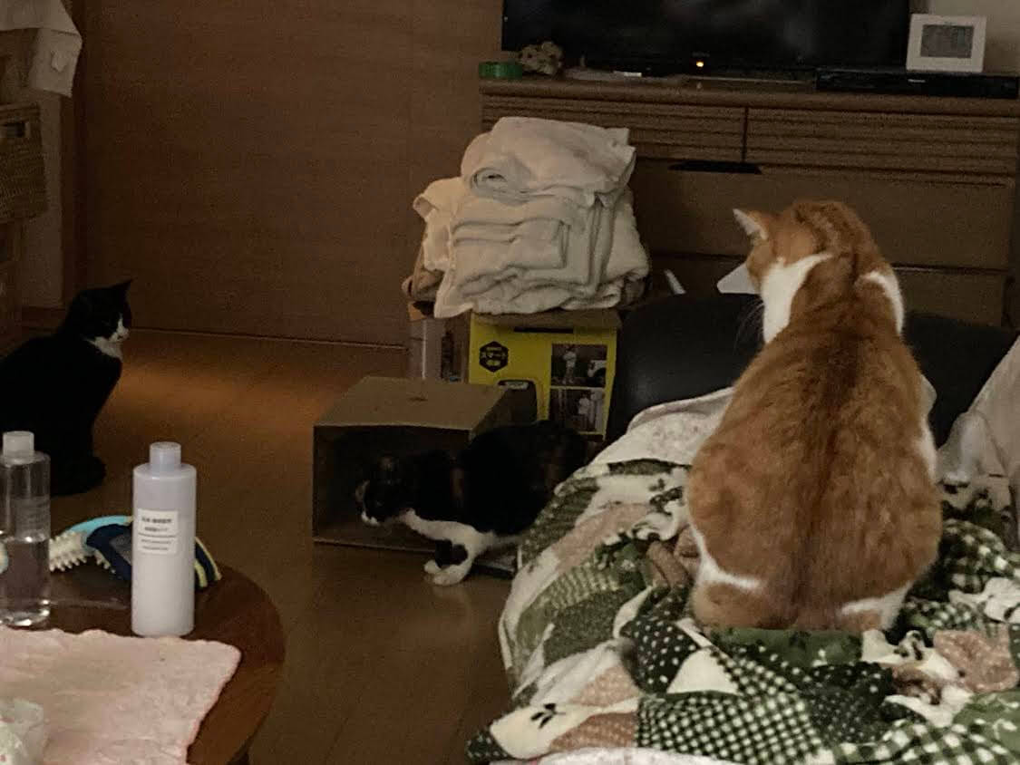 f:id:sumomomomoko:20220118230610j:plain