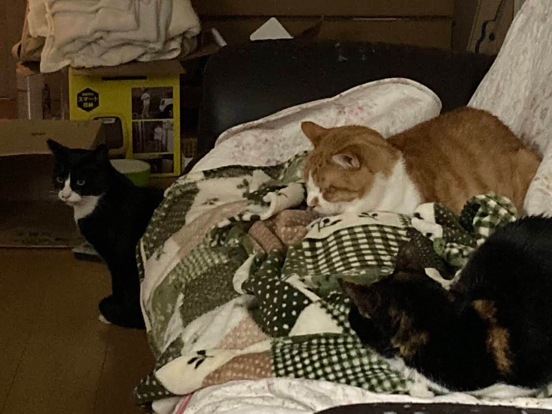 f:id:sumomomomoko:20220118230615j:plain