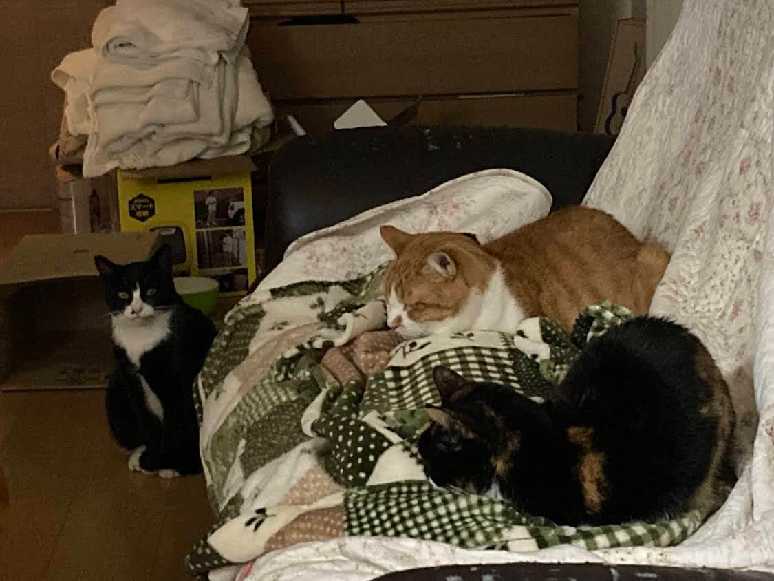 f:id:sumomomomoko:20220118230618j:plain