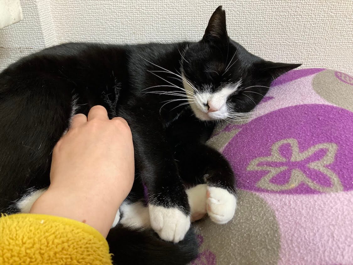 f:id:sumomomomoko:20220118230626j:plain