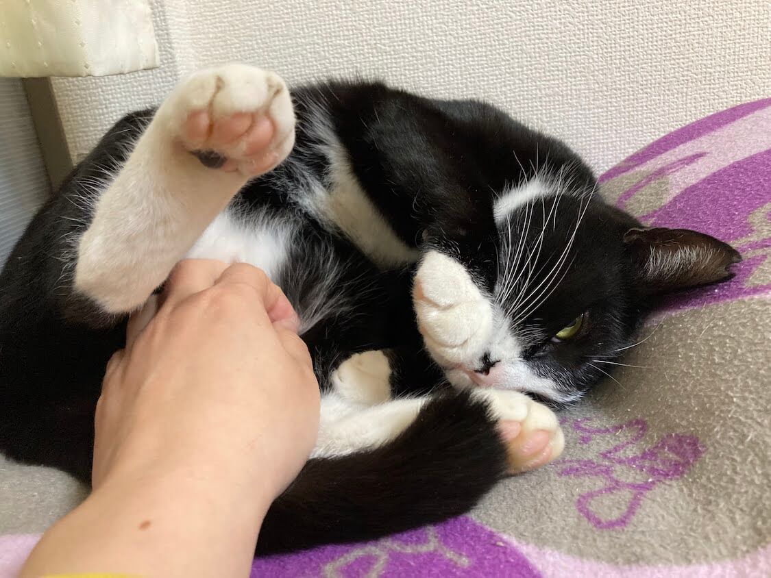 f:id:sumomomomoko:20220118230628j:plain