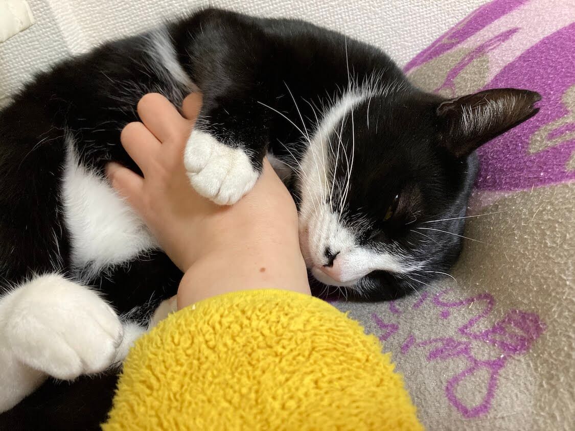 f:id:sumomomomoko:20220118230631j:plain