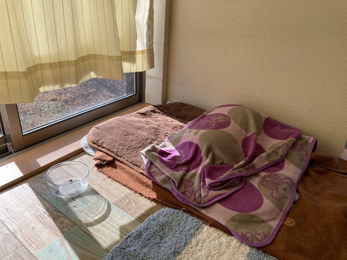 f:id:sumomomomoko:20220118230633j:plain