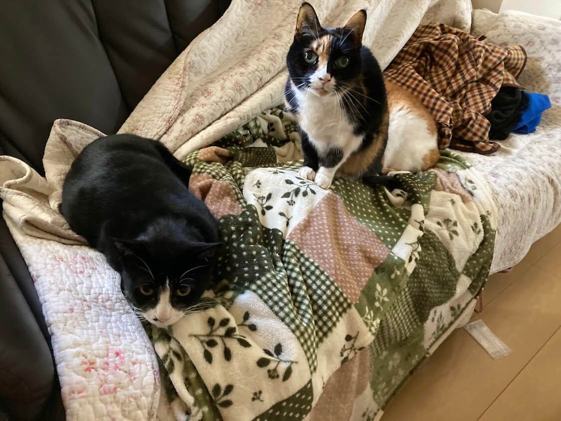 f:id:sumomomomoko:20220118230636j:plain