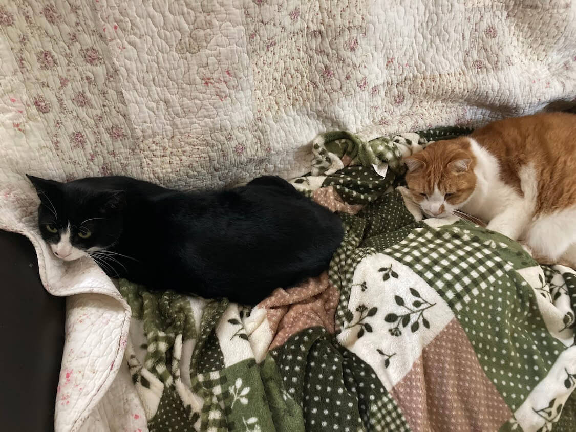 f:id:sumomomomoko:20220118230642j:plain