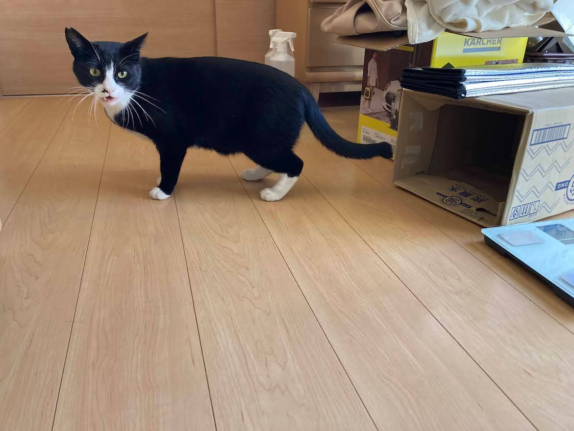 f:id:sumomomomoko:20220118230645j:plain