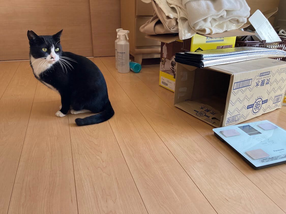 f:id:sumomomomoko:20220118230647j:plain