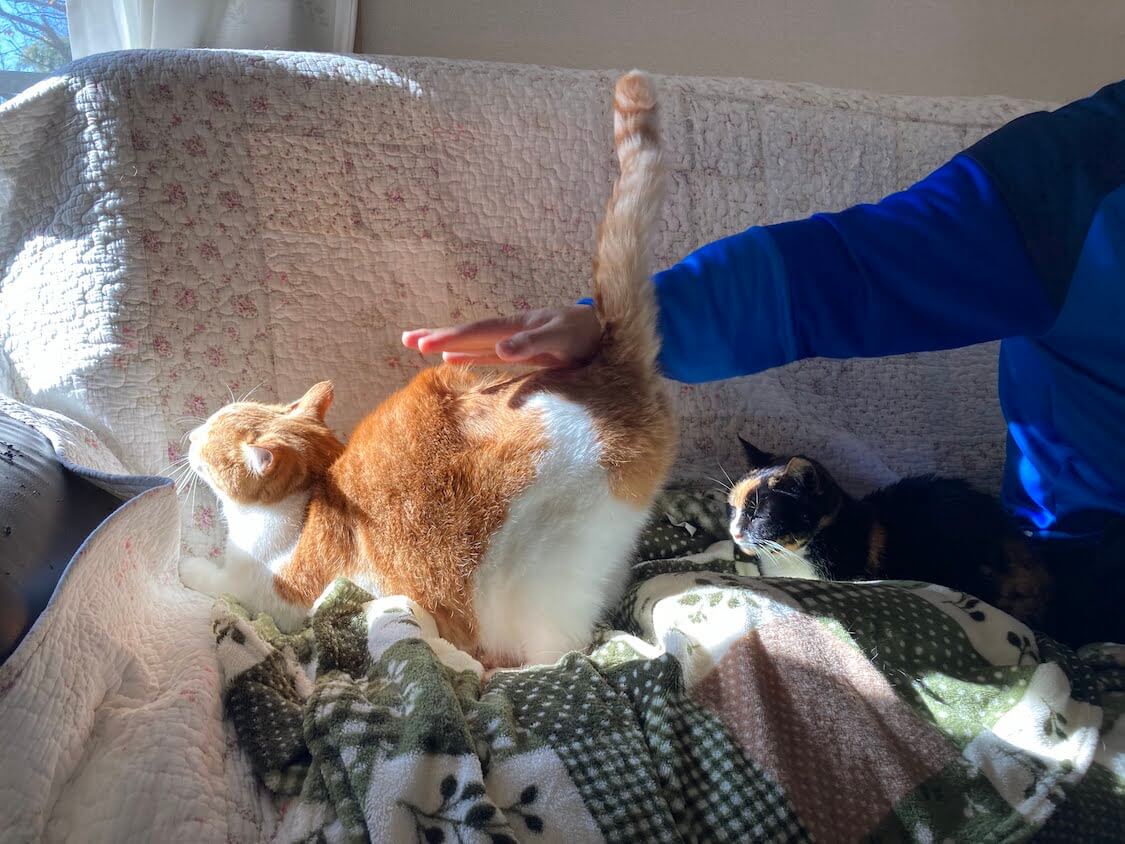 f:id:sumomomomoko:20220118230650j:plain