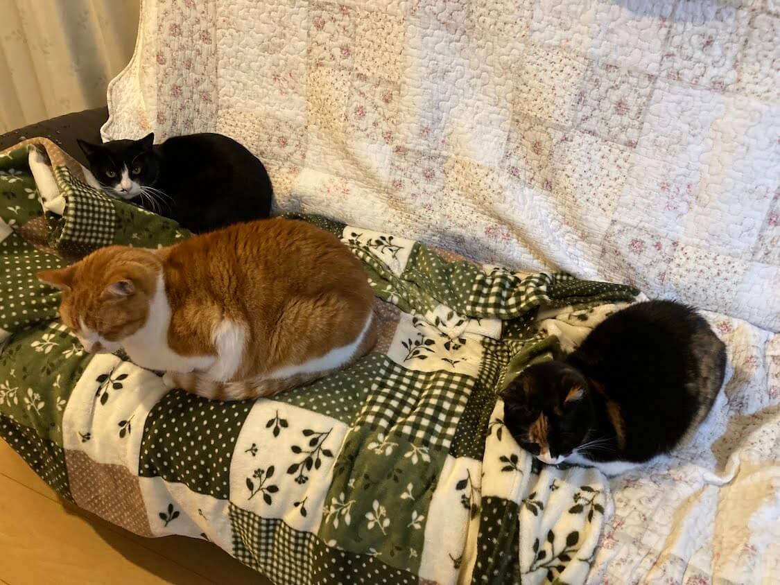 f:id:sumomomomoko:20220118230653j:plain