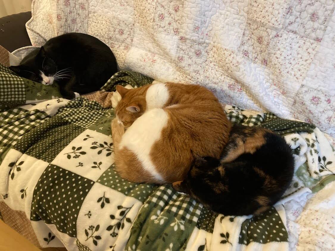 f:id:sumomomomoko:20220118230658j:plain