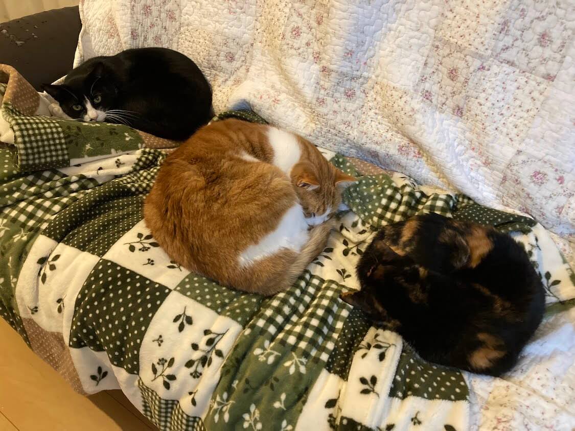 f:id:sumomomomoko:20220118230712j:plain