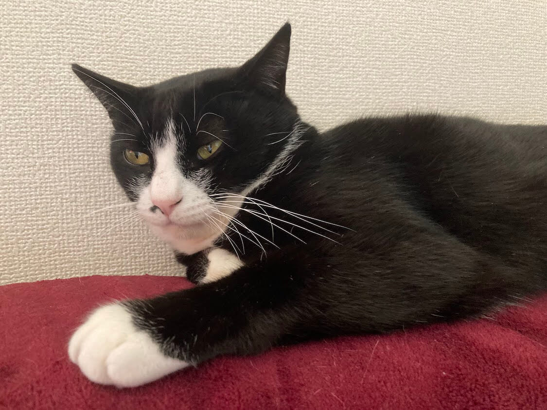 f:id:sumomomomoko:20220221233629j:plain