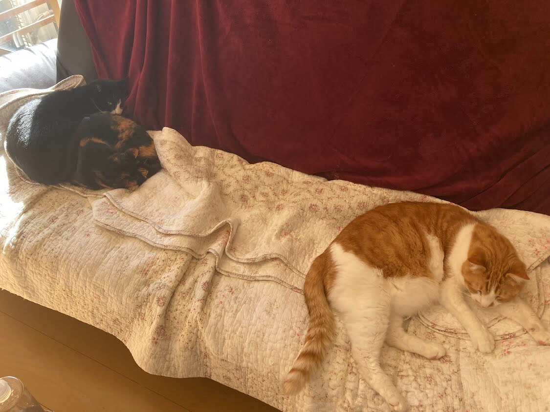 f:id:sumomomomoko:20220221233636j:plain