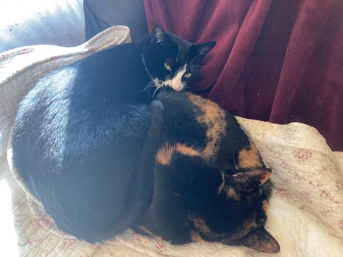 f:id:sumomomomoko:20220221233639j:plain