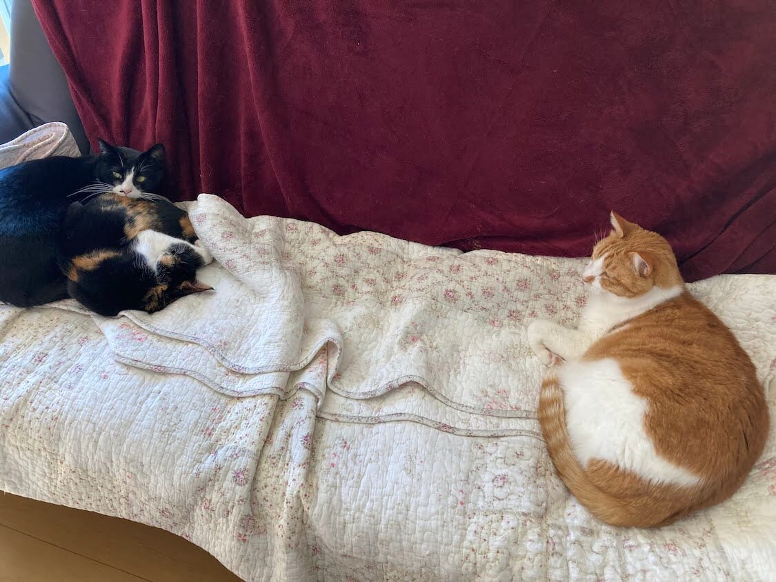 f:id:sumomomomoko:20220221233642j:plain