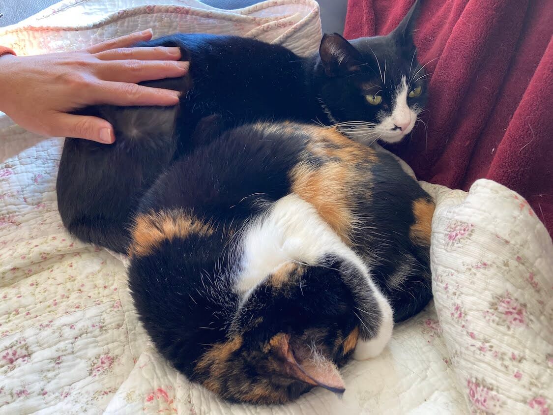 f:id:sumomomomoko:20220221233645j:plain