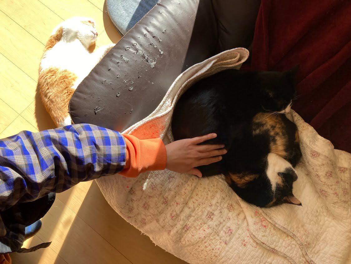 f:id:sumomomomoko:20220221233648j:plain