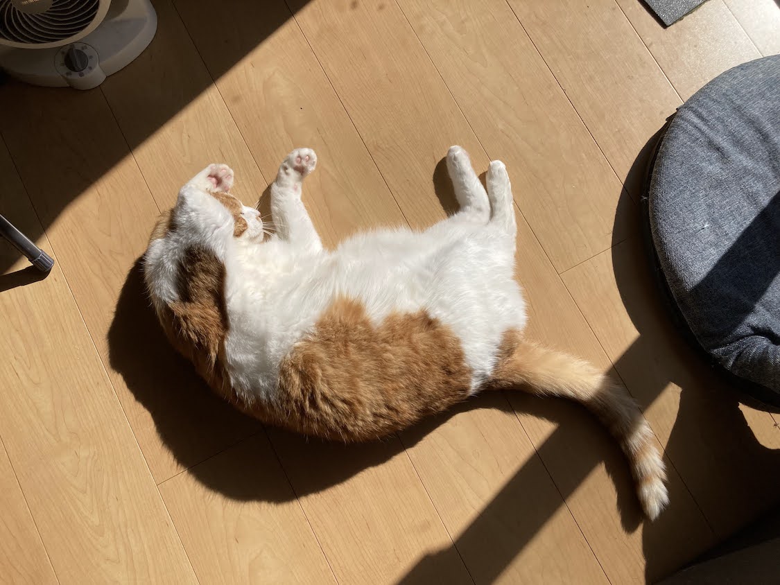 f:id:sumomomomoko:20220221233654j:plain