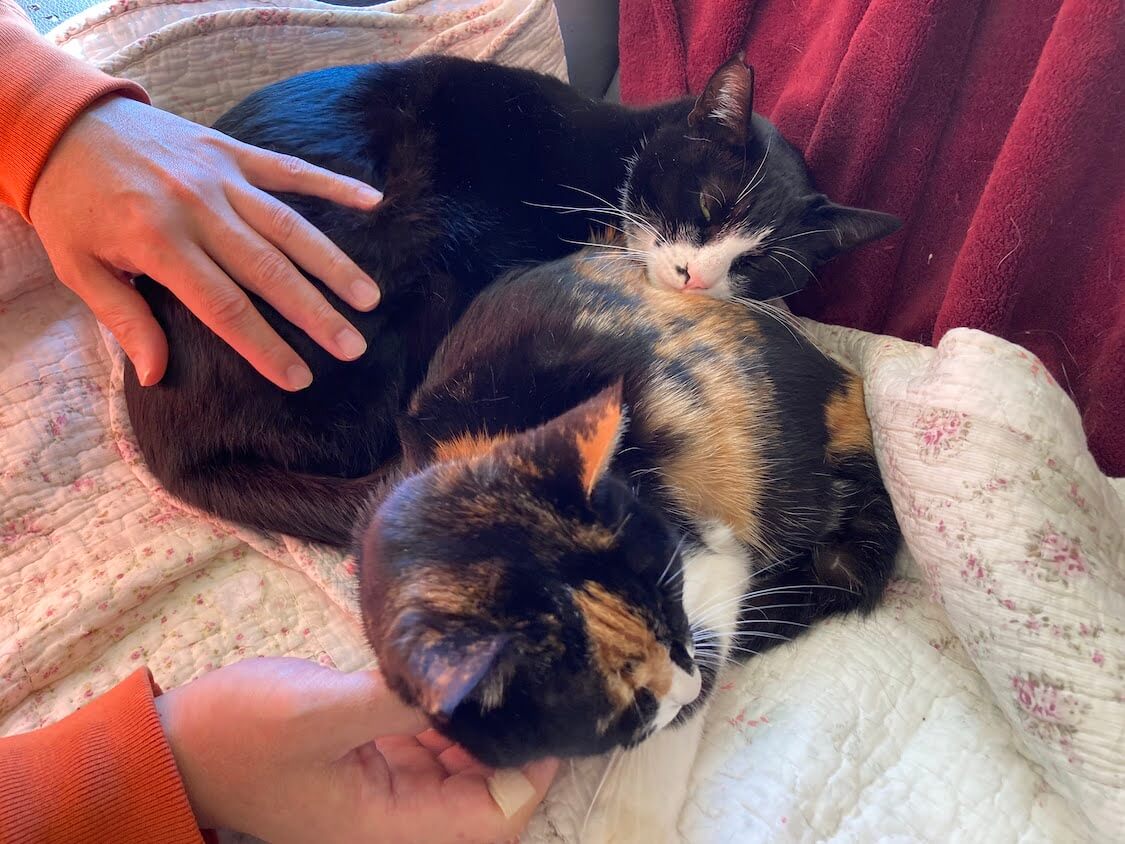 f:id:sumomomomoko:20220221233657j:plain