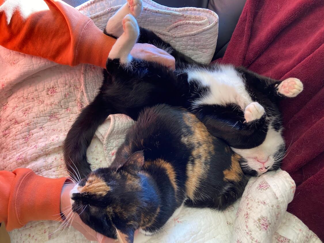 f:id:sumomomomoko:20220221233700j:plain