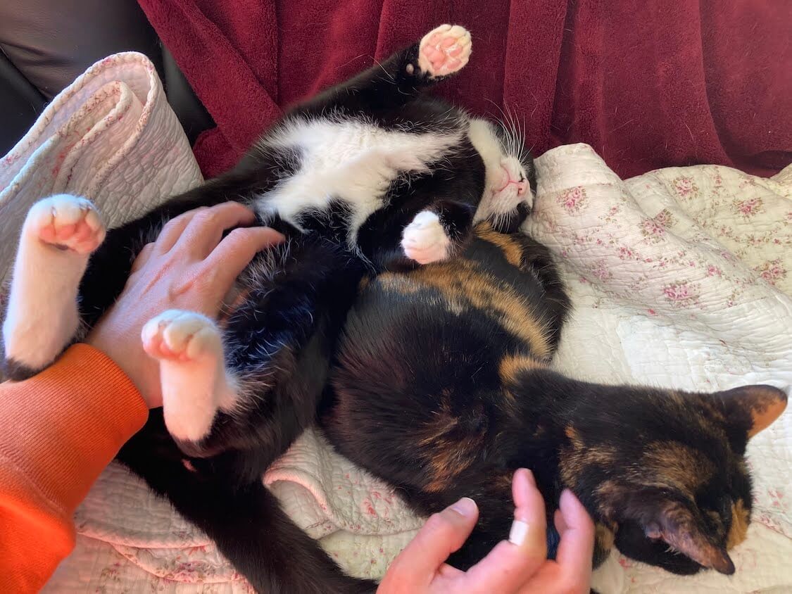 f:id:sumomomomoko:20220221233703j:plain