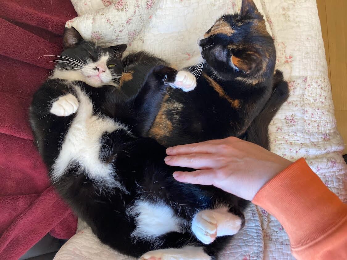 f:id:sumomomomoko:20220221233706j:plain