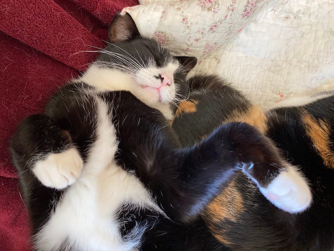 f:id:sumomomomoko:20220221233710j:plain