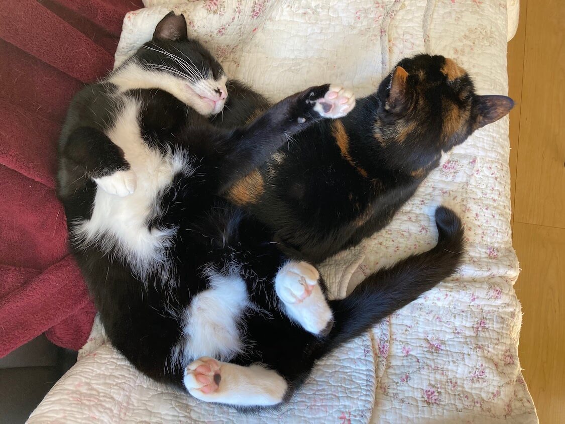 f:id:sumomomomoko:20220221233712j:plain