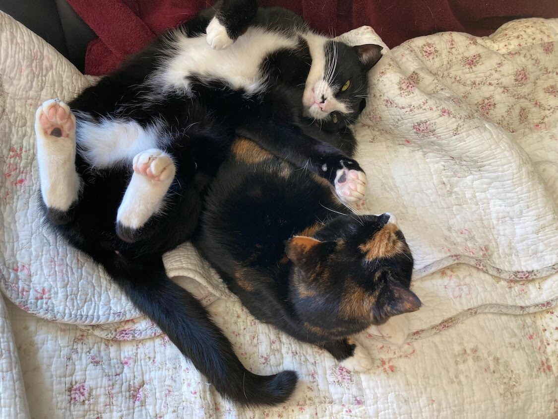 f:id:sumomomomoko:20220221233715j:plain