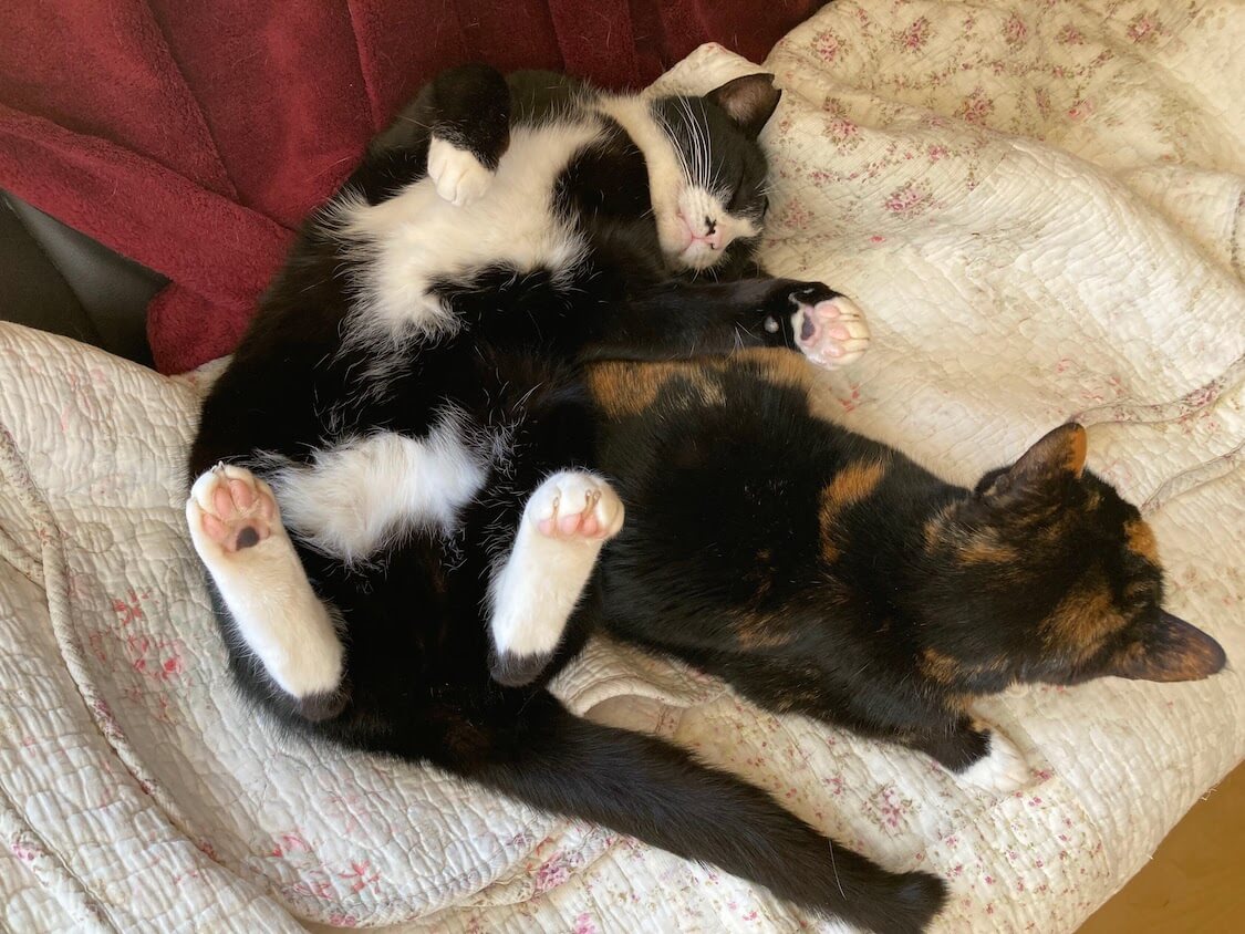 f:id:sumomomomoko:20220221233723j:plain