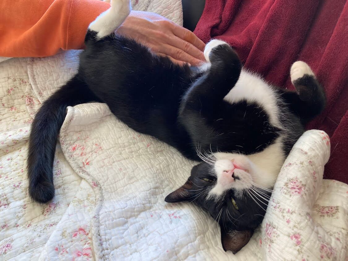 f:id:sumomomomoko:20220221233726j:plain