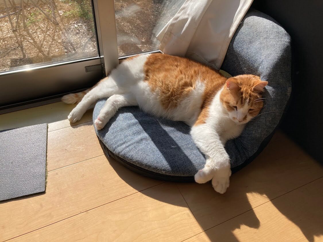 f:id:sumomomomoko:20220221233731j:plain