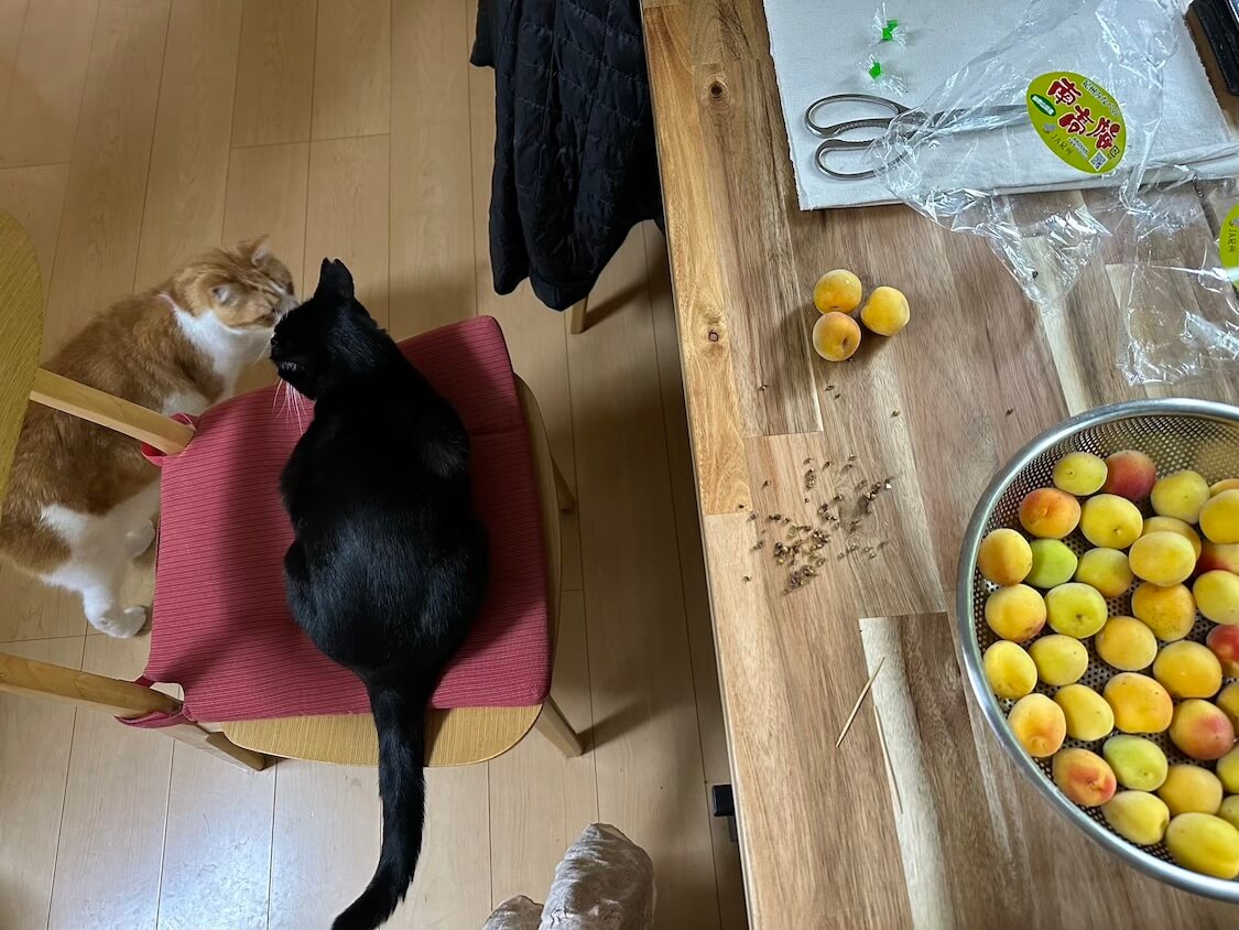 猫三銃士, image size:1125x844