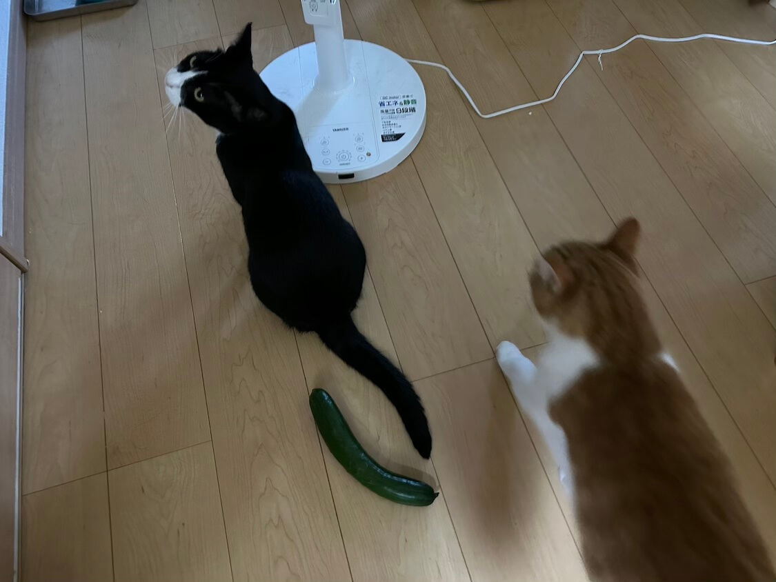 社会経験が豊富な猫はきゅうりを見て勘違いしない - すももも桃もモモ