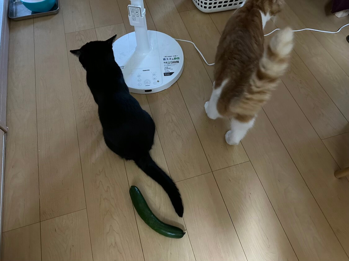 社会経験が豊富な猫はきゅうりを見て勘違いしない - すももも桃もモモ
