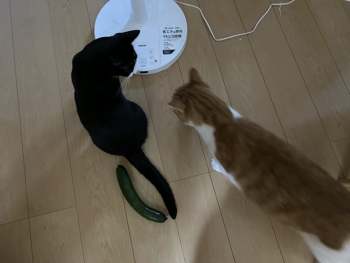 社会経験が豊富な猫はきゅうりを見て勘違いしない - すももも桃もモモ