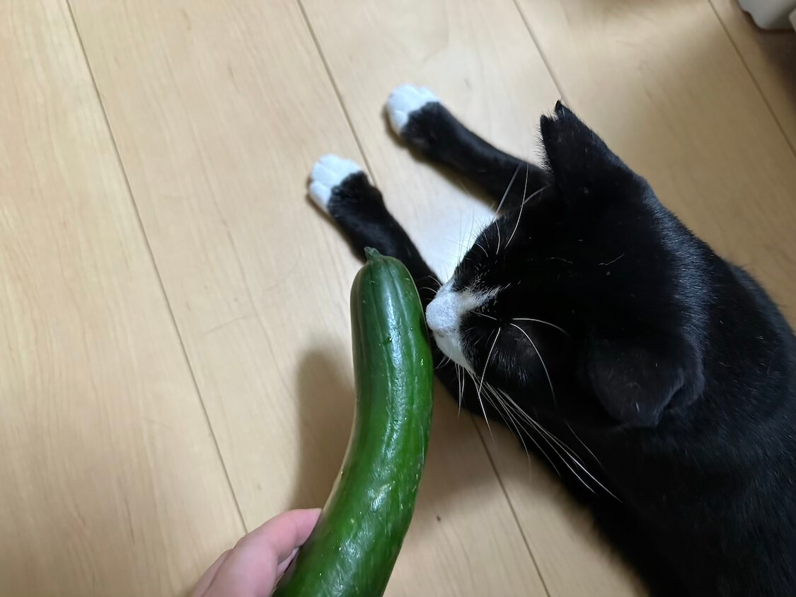 社会経験が豊富な猫はきゅうりを見て勘違いしない - すももも桃もモモ