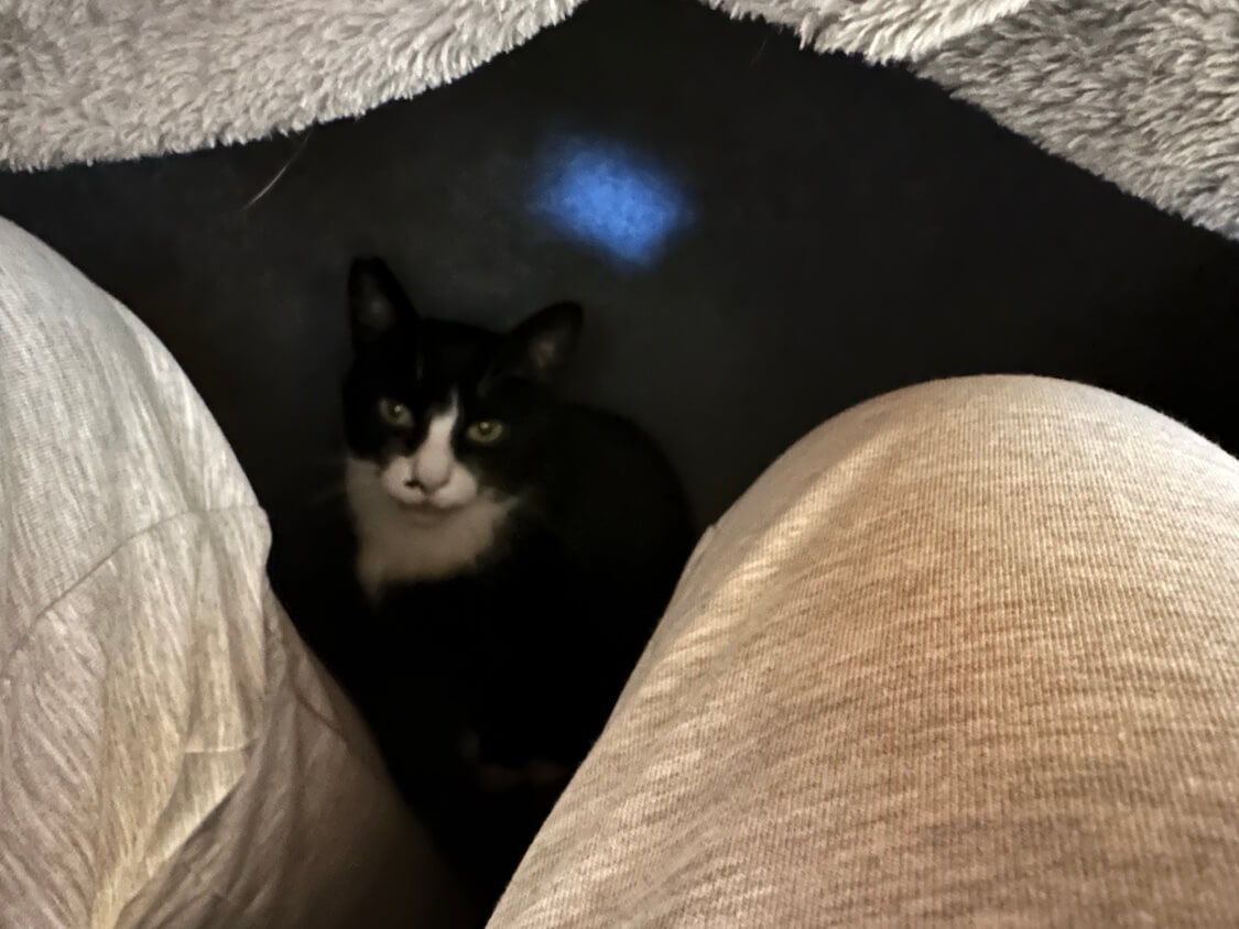 岩盤浴をする猫様 岩盤浴を楽しむ猫。 feat. にんにくミルフィーユ鍋 - すももも桃