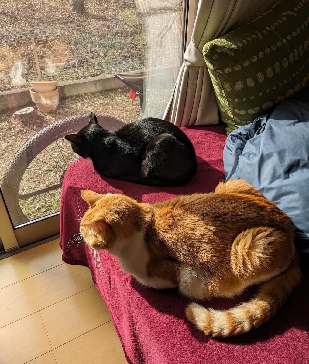 岩盤浴をする猫様 岩盤浴を楽しむ猫。 feat. にんにくミルフィーユ鍋 - すももも桃