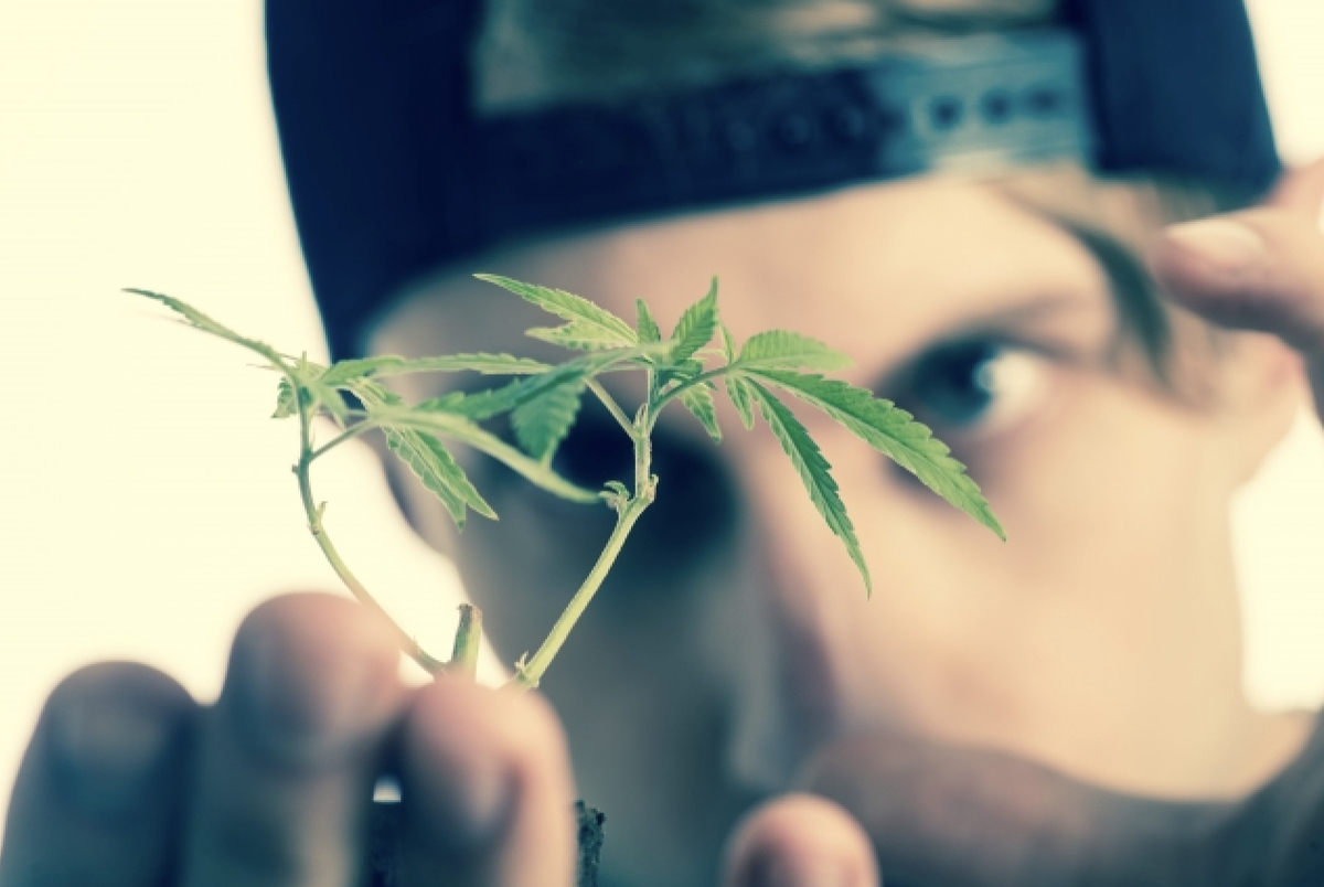 若者に流行 大麻 マリファナ とは何か 神童cbd Cafe