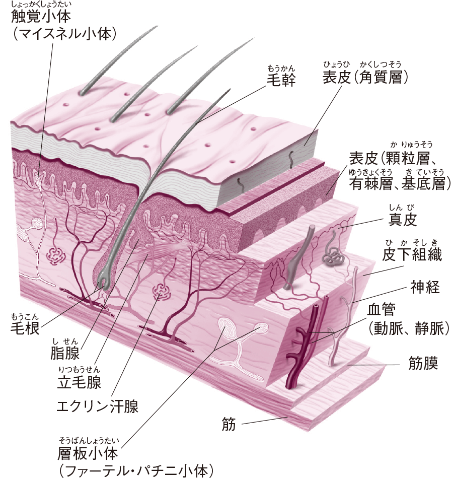 f:id:sun369:20210501072828p:plain